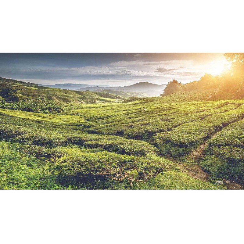 SHANJICHA Alishan Jin-Xuan Oolong Tea 山記京華阿里山金萱烏龍茶 (Taiwan Oolong Tea台灣烏龍茶)