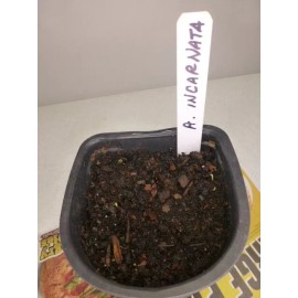 Sharons Florida Swamp Milkweed Seeds (Asclepias incarnata) ✤ 30 Cold Stratified Seeds