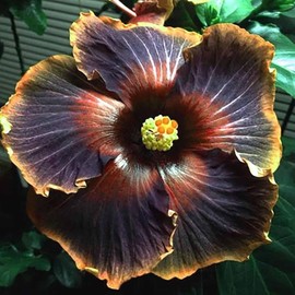 30 Pcs Black Hibiscus Flower Seeds for Planting - Stunning Rare Giant Flower Seeds Tropical Exotic Plant Striking Landscape Flower