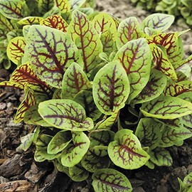 Sorrel "Red Veined" Seeds | Perennial Ornamental Plant and Salad Green | Unique Citrus-Like Flavor for a Crisp, Leafy Green | Heirloom Seeds by Liliana's Garden | Rumex sanguineus VAR “Red Vein”