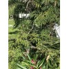 Tree Mimosa Silk Bush Seeds (25). Grows Up To 5
