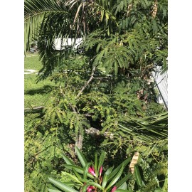 Tree Mimosa Silk Bush Seeds (25). Grows Up To 5 Feet In Height. Tropical & Beautiful