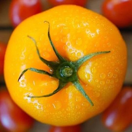 Fresh 100++ Organic  Golden JUBILEE TOMATO SEEDS HEIRLOOM - Hột cà chua -2024 Season