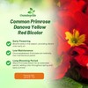 Outsidepride Danova Yellow Red Common Primrose Seeds - 50 Pcs