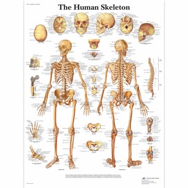 3B Scientific VR1113UU Glossy Paper Human Skeleton Anatomical Chart, Poster Size 20" Width x 26" Height