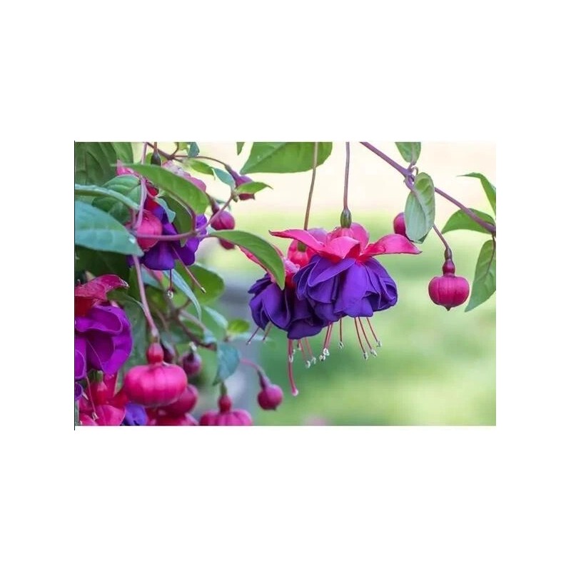 Unbranded Lantern-Physal