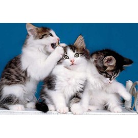 Kitten 240 21c 5 Artwork Micro Fiber Cleaning Cloth