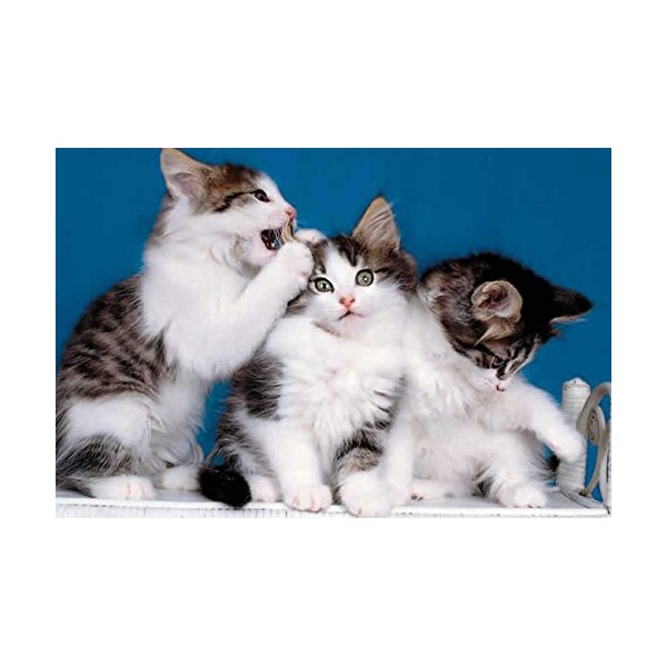 Kitten 240 21c 5 Artwork Micro Fiber Cleaning Cloth