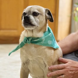 DORUI 4 Pack Pet Bandanas - Premium Durable Fabric, Adjustable Scarf for Medium, Large & Extra Large Dogs