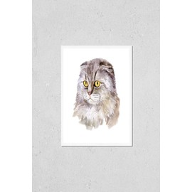 Poster Reproduction of Watercolor close up portrait of popular British fold shorthair cat breed isolated on white background. Lop-eared rare silver chinchilla colouration highland. Hand drawn