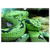 Reptiles Colorful beauties (Wall Calendar 2026 DIN A4 Landscape), CALVENDO