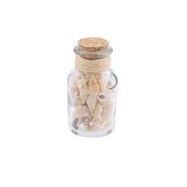 Beachcombers Bottle with Natural Shells Multi