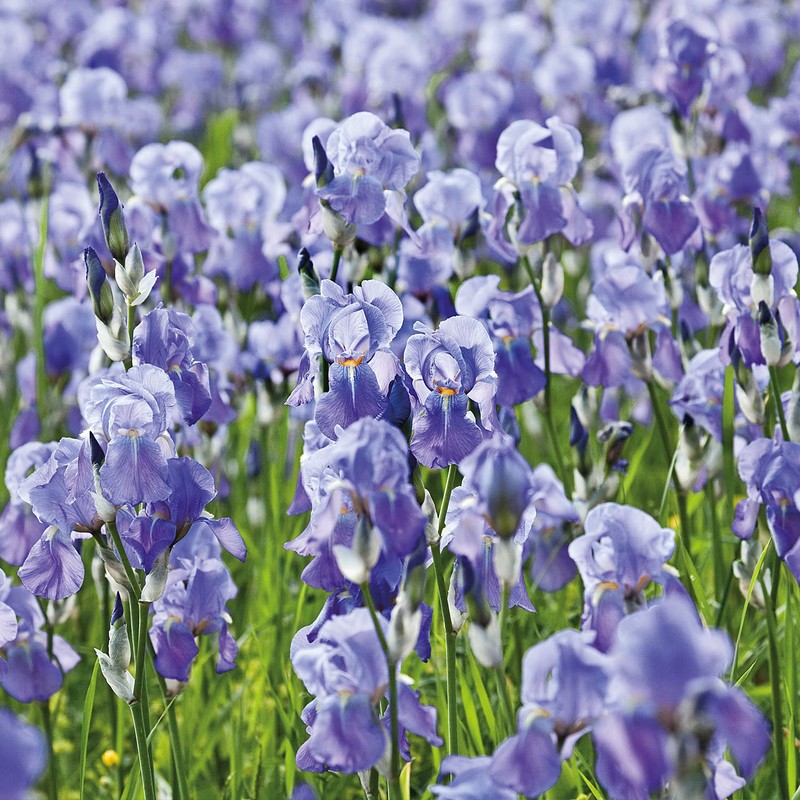 Weleda Iris Refreshing Night Cream 30 ml