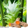 Okinawa Prefecture Autumn Turmeric Powder, 3.5 oz (100 g), Turmeric,
