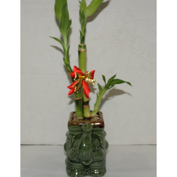 JMBAMBOO- Live 3 Style Lucky Bamboo Plant Arrangement with Ceramic elephant Vase