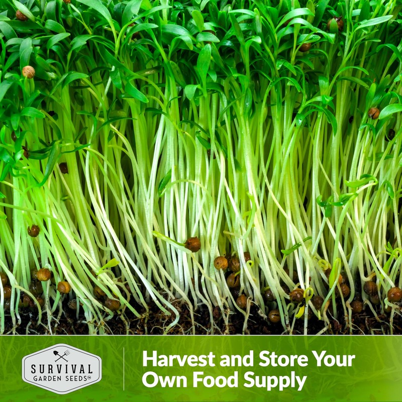 Cilantro Microgreen Seeds for Planting – Non-GMO Heirloom Cilantro Seeds