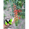 Mai's Family TOMATO CHERRY - SUPERSWEET 100 Seeds - BIO/ORGANIC