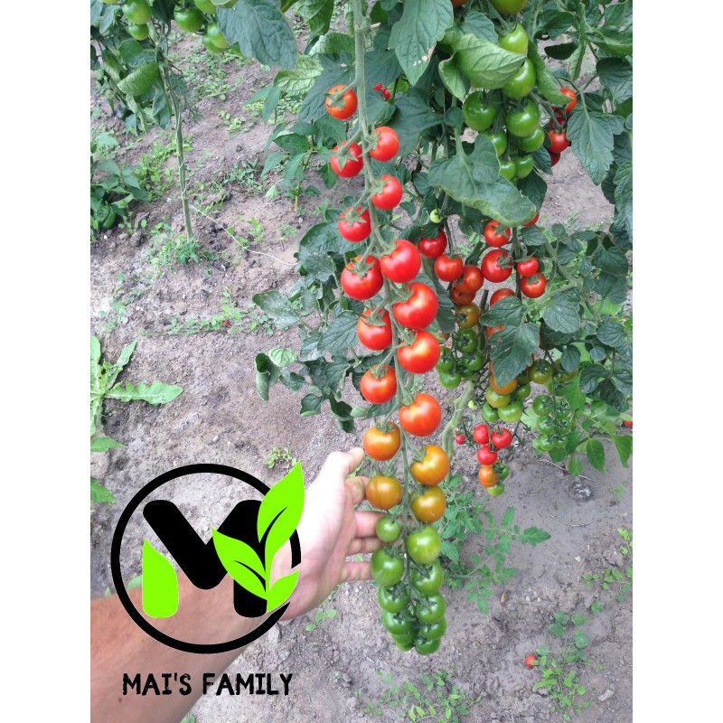 Mai's Family TOMATO CHERRY - SUPERSWEET 100 Seeds - BIO/ORGANIC