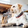 KITTAIL Bells for Dog Collars - 2 Pack Stainless Steel