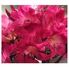 Naked Ladies - 3 Bulbs of Pink Amaryllis Belladonna -