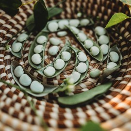 Early Thorogreen Lima Bean - 4oz Bulk (~240 Seeds) - Heirloom Lima Bean, Produces Small, White Butterbeans, Non-GMO, Heirloom Baby Lima Seeds for Planting in The Home Garden, Thresh Seed Company