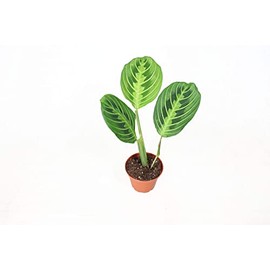 Lemon Lime Maranta - 3" from California Tropicals