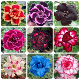 5Pcs-Perennial Desert Rose Seeds for Planting in Home Garden-Drought-Tolerant Ornamental