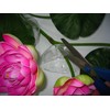 Plastic Artificial Lotus Flower Stick 40" Long