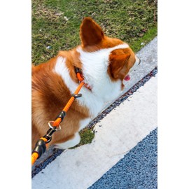 Mystercome Slip Collar, Dog Choker Collar, Nylon Dog Training Collar with Slidable Stopper No Pull Dog Collars Martingale Collars for Small Medium Large Dogs, Orange, S