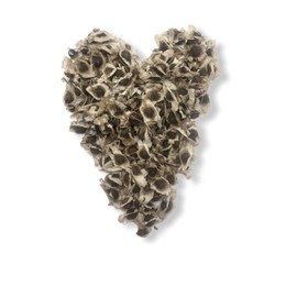 Solo Therapy Moringa Seeds | 200 Seeds Approx. | Premium Quality | PKM1 | Edible | Planting | Moringa Oleifera| Malunggay | Semillas De Moringa | Drumstick Tree | Seeds from India (2 oz)