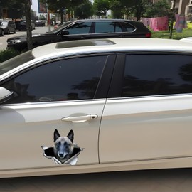 Car Sticker Belgian Malinois Sticker 15 cm (5.9 Inch) 3D Torn Reflective Sticker Belgian Shepherd Funny Car Sticker Waterproof Pet Dog Sticker Car Window Decor