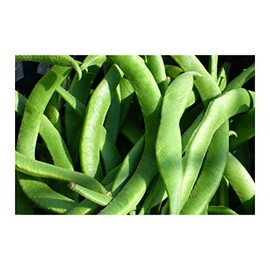 White Half Runner Green Bean 25 Seeds Garden Vegetable Pole Type Produces high yields 4" Gourmet Beans Freezing Canning or Fresh