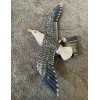 Charlotte International Black Legged Kittiwake Bird Bath Nursery Beach Wall