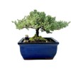 Live Dwarf Juniper Bonsai Tree | Indoor/Outdoor | 100% Handcrafted|