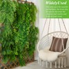 Suncalla Reptile Plants Terrarium Hanging Plants Vines Boston Climbing Terrarium