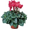 cyclamen synchro sierra 15 Cyclamen Seeds Sierra Synchro Deep Salmon