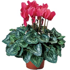 cyclamen synchro sierra 15 Cyclamen Seeds Sierra Synchro Deep Salmon