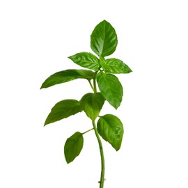 edn SmallGarden Lime Basil/Thai Basil Variety SeedPods - 10 Pack