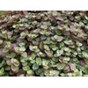 Bolivian Mini Wandering Jew-25 healthy cuttings - Tradescantia Callisia Repens