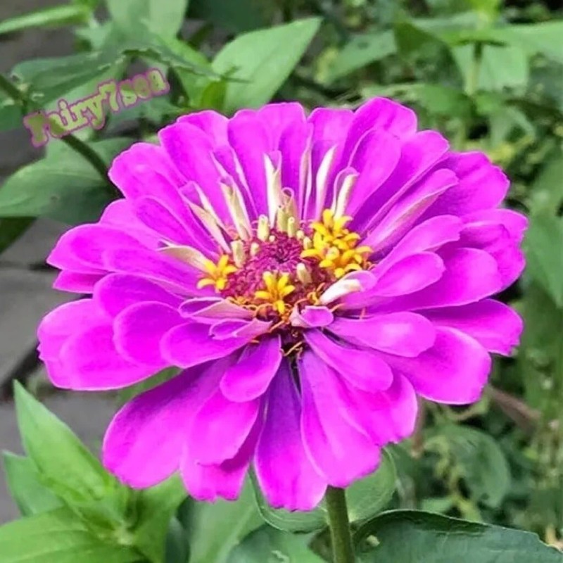 Fairy7Seas Zinnia Seeds - Zinnia Elegans - Dahlia Flowered Purple