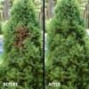 Seymour 20-602 Grass and Shrub Renew Paint, Pristine Green, 2/Pack
