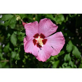 Althea Aphrodite Rose of Sharon, Pink Flowering Hibiscus Shrub, 8-10 ft Mature Height, Full Sun to Partial Shade, Summer Blooming Perennial Plant (1 Gallon/Potted/Single)