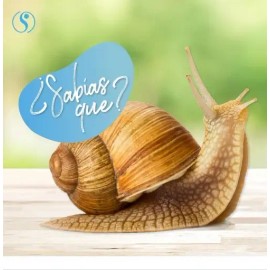 Crema Facial Sheló Nabel Baba de Caracol 250 ml Cuidado Antiarrugas