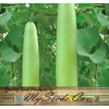 Big Pack - (50) Calabash Long Squash/Melon Seeds, Opo Bottle