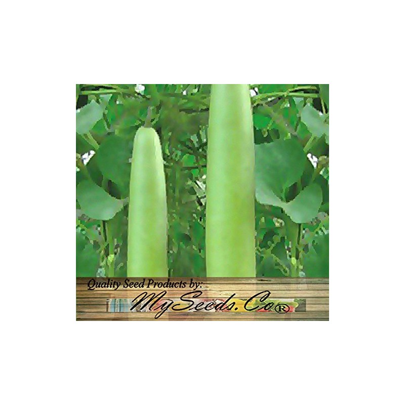 Big Pack - (50) Calabash Long Squash/Melon Seeds, Opo Bottle