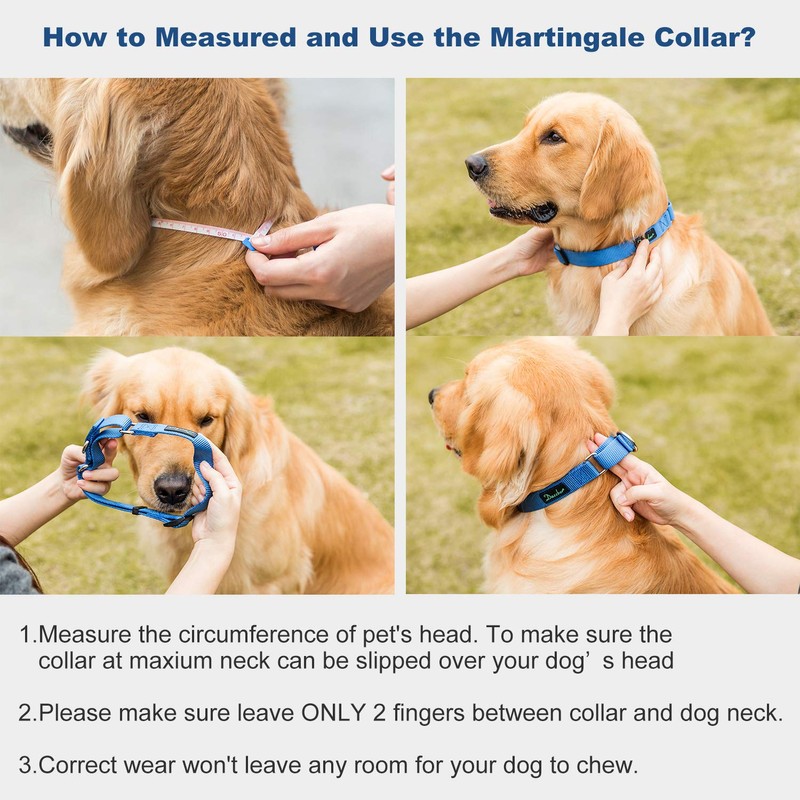 Dazzber Martingale Collar, Medium, Royal Blue, Neck 14 Inch -21