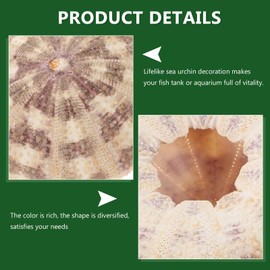 Cabilock 6pcs Sea Urchin Shell Air Plant Decorative Hanging Air Plant Holder Cute Tillandsia Succulent Display Container for Decors Beach Theme Party Favors