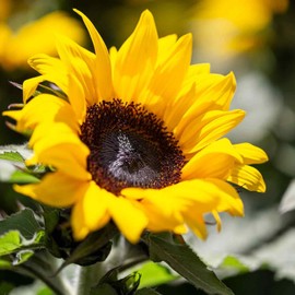 Outsidepride 1/4 lb. Helianthus Annuus Dwarf Sunspot Sunflower Seeds for Planting