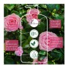 Acondicionador Herbal Essences Rosa Mosqueta 865 Ml
