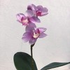Kobe Flower Story Phalaenopsis 2018-petti-am Total Length: Approx. 11.8 inches